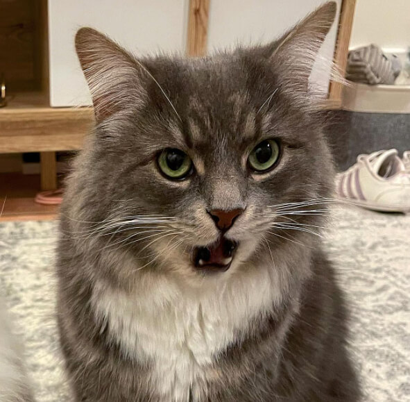 Domestic Cats Are Sort of an Invasive Species