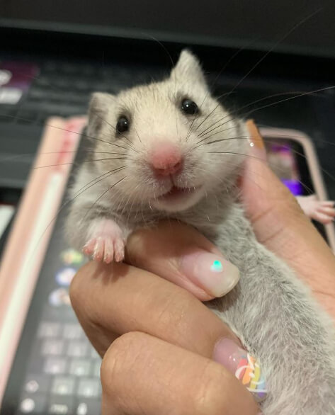 Hamsters Eat Something You Wouldn't Expect