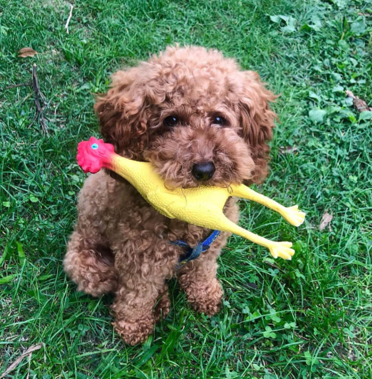 The Reason Dogs Like Squeaky Toys Is Kind of Gruesome