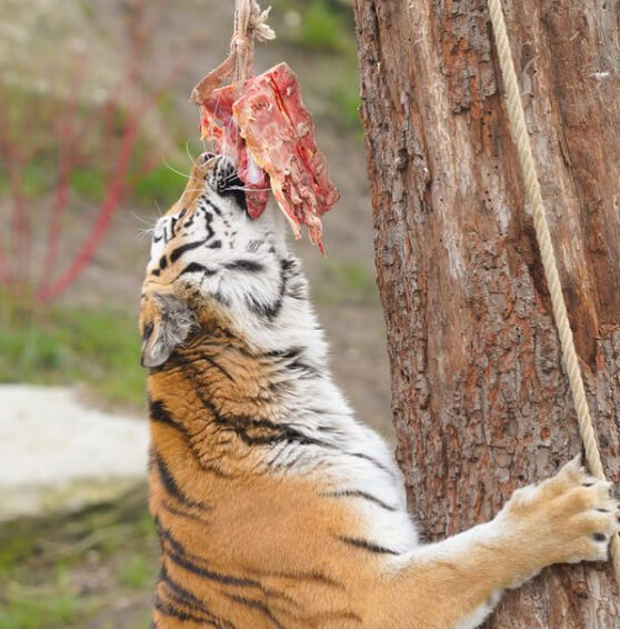 Guess the World Record Number of Humans a Single Tiger Killed