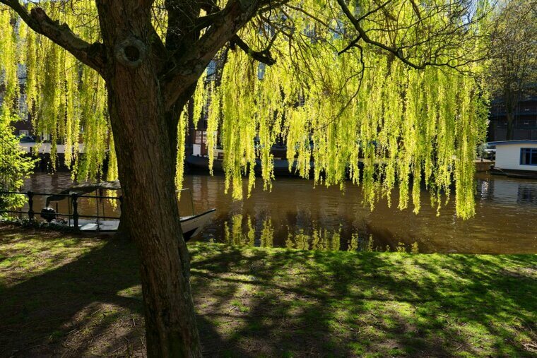 Willow Bark for Fever