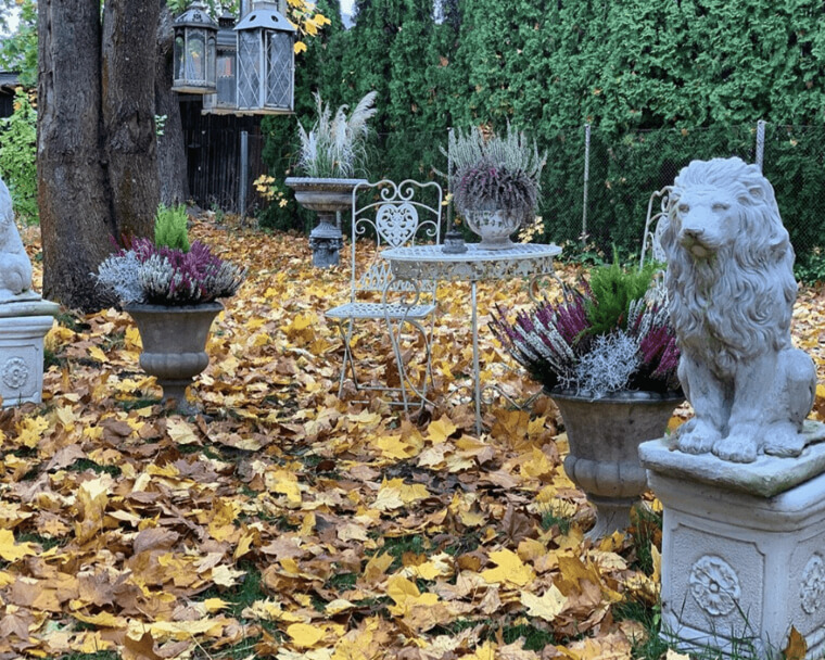 Plant Tall Shrubs For Privacy And Looks