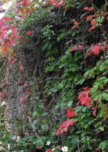 Простые проекты на свежем воздухе, чтобы превратить задний двор в райский уголок