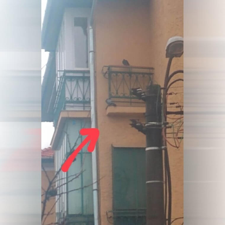 A Balcony for the Birds