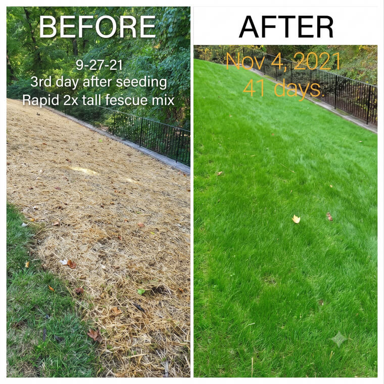 A Quick-Growing Lawn Repair Blend, This Strong Mix of Seeds and Fertilizer Fills in Those Ugly Bare Patches in Just a Few Weeks.