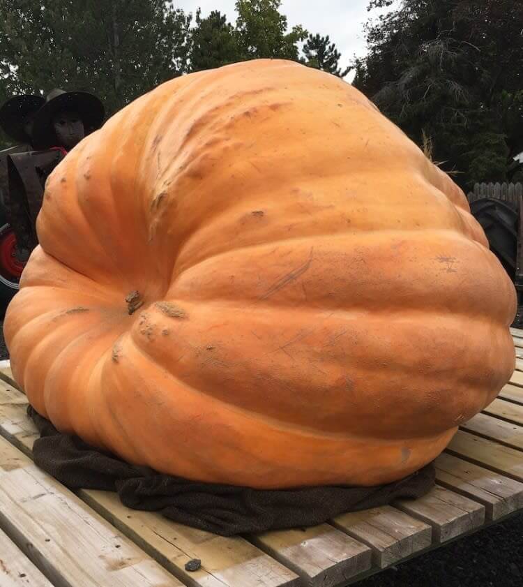Pumpkin Disaster
