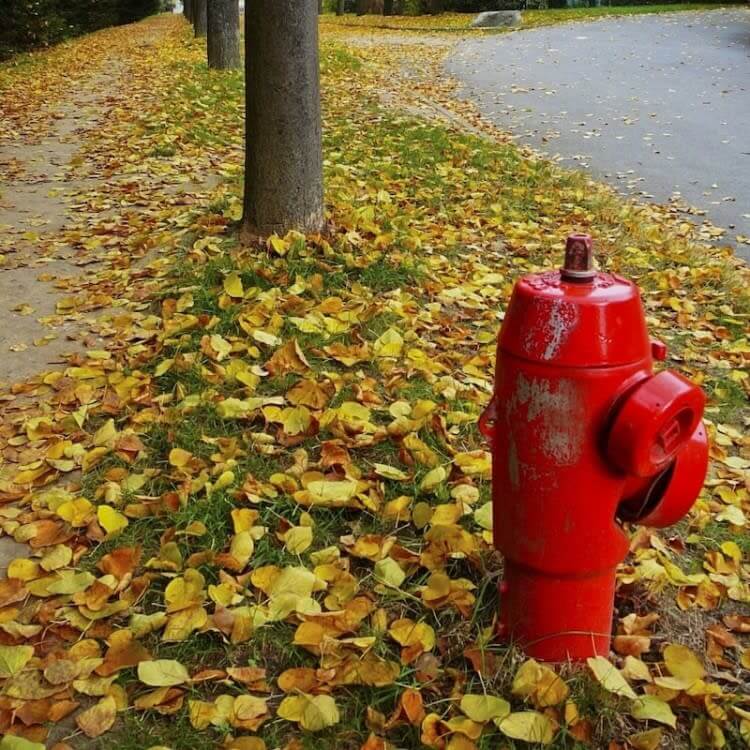 Leaf Us Alone