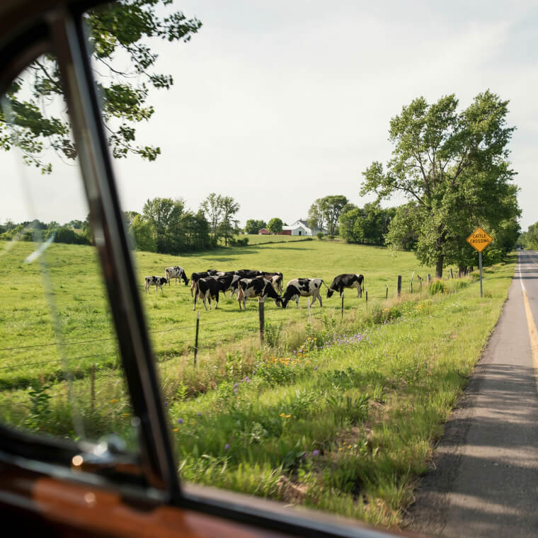 Playing the Thrilling Cow Counting Field Game