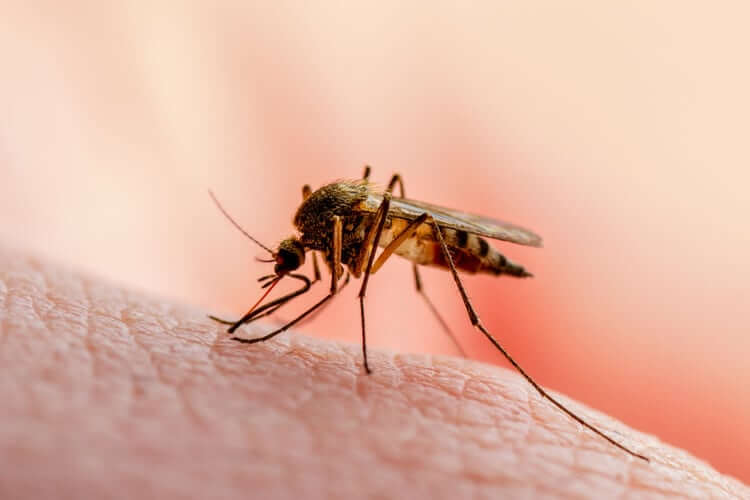 #2 Mosquito