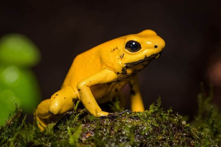 #8 Golden Poison Dart Frog