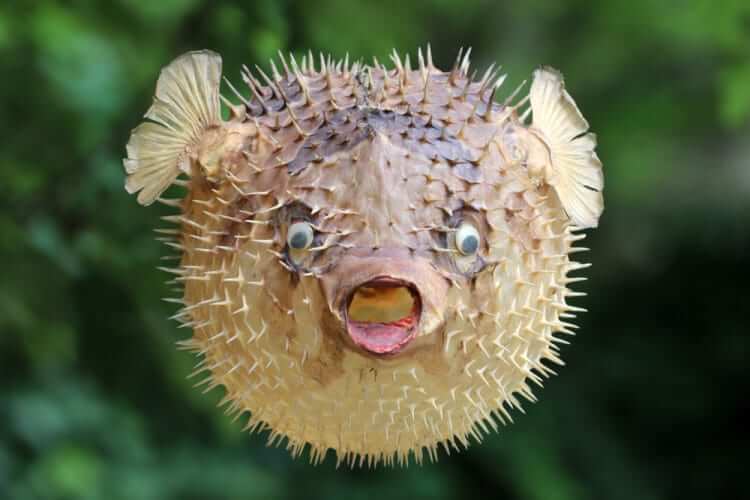#6 Pufferfish