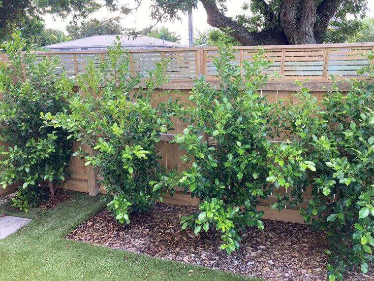 Living Walls or Hedges