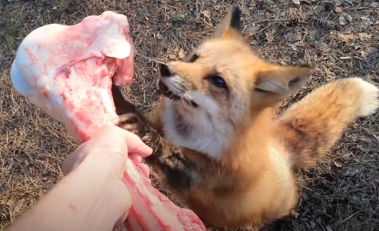 Feeding Wild Animals That Become a Neighborhood Nuisance