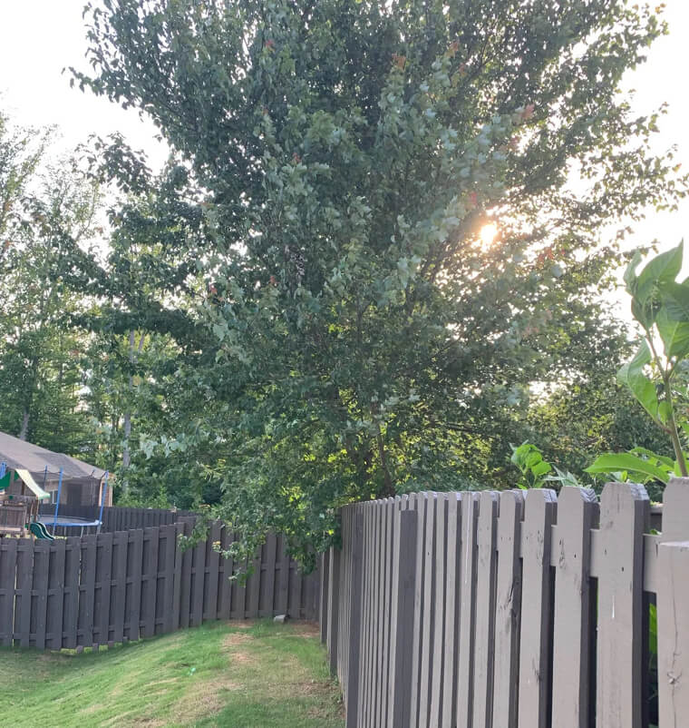 Tree Branches that Drop Debris Constantly into the Next Yard