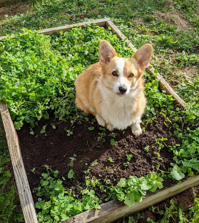 Letting Your Dog Use the Neighbor's Prize Flowerbed