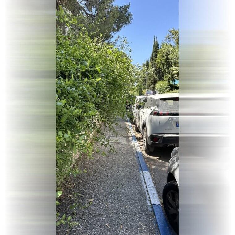 Taking Over the Entire Sidewalk with Overhanging Shrubbery
