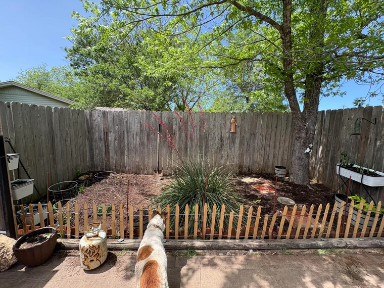 Consistent Barking from a Dog Left in the Yard
