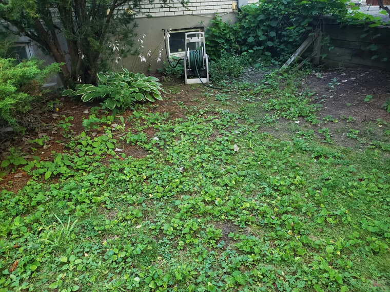 Allowing Weeds to Go to Seed and Spread Next Door