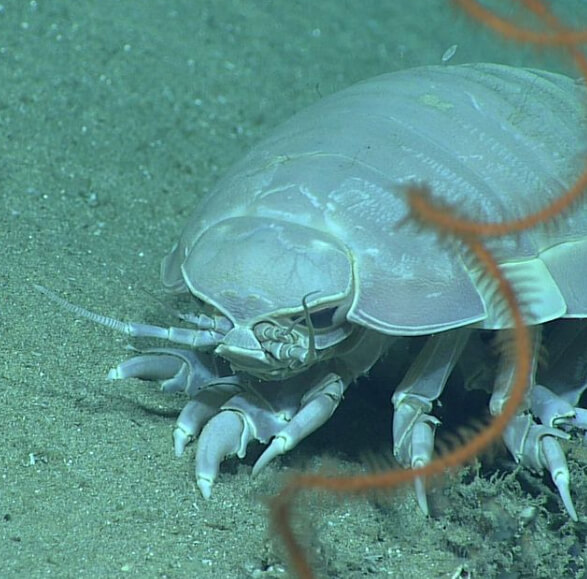 É Hora De Você Ver Um Isópode Gigante
