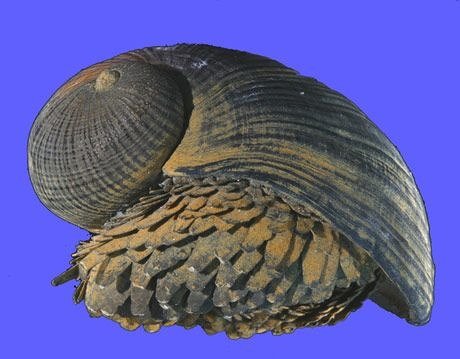 Este Caracol Está Protegido De Qualquer Dano