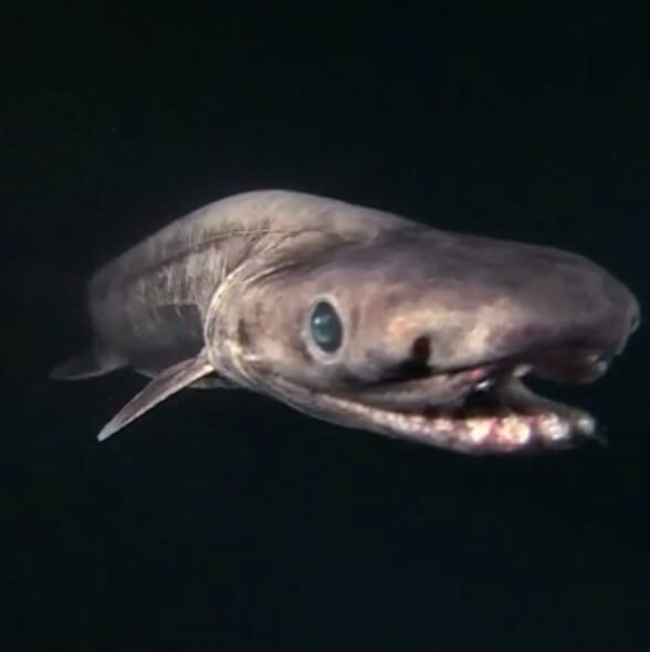 O Tubarão Com Babados É Uma Criatura Muito Velha