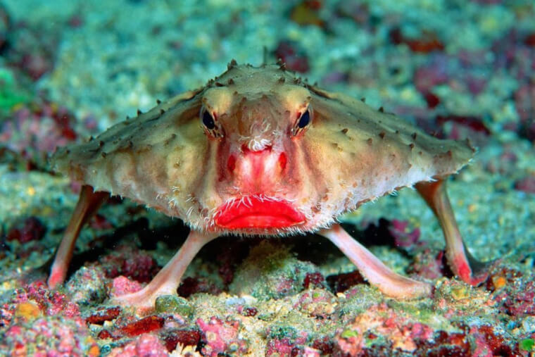 Este Peixe-Morcego De Lábios Vermelhos Parece Estar Zangado