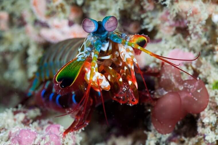 O Camarão Pavão Louva-A-Deus Adora Socar Outras Criaturas