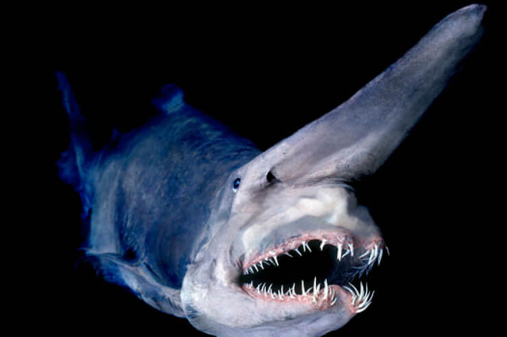 Cuidado Com O Tubarão Goblin Quando Você Nadar Nas Profundezas