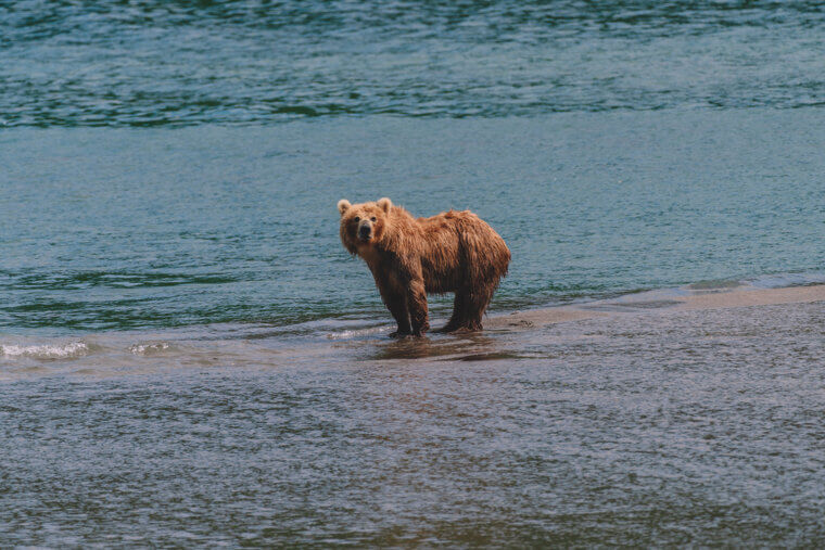 Abandoned Cubs in the Middle of the Water