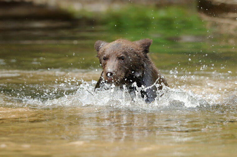 Bring a Net Into the Picture