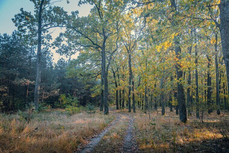 Into the Forest in the Morning