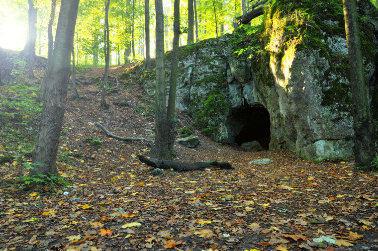 At Attempt to Distract the Bear