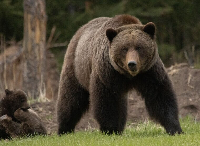 It Was Not the Best Choice