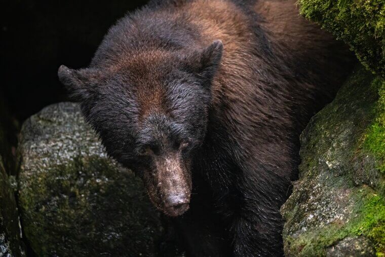 The Bear Was Clearly Spotted