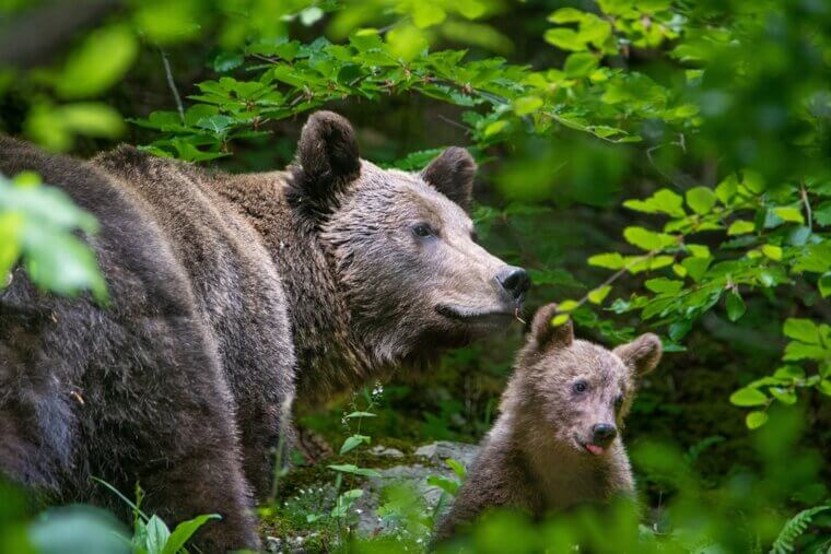 A Mother Bears Instincts