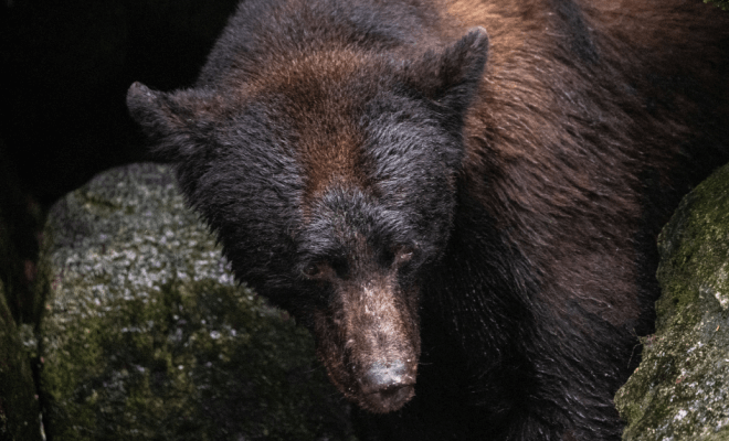 Bear That Got Ahold of Baby Mysteriously Refuses to Let Go, Confusing Ranger