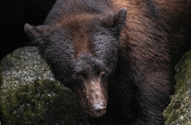 Bear That Got Ahold of Baby Mysteriously Refuses to Let Go, Confusing Ranger