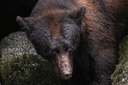 Bear That Got Ahold of Baby Mysteriously Refuses to Let Go, Confusing Ranger