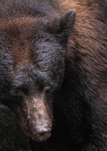 Bear That Got Ahold of Baby Mysteriously Refuses to Let Go, Confusing Ranger