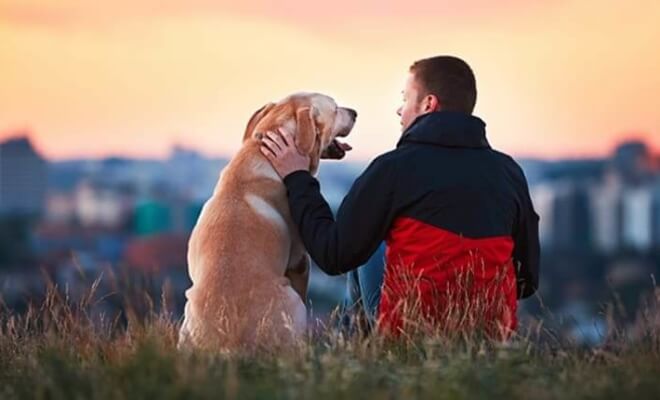 How To Choose The Right Dog For You