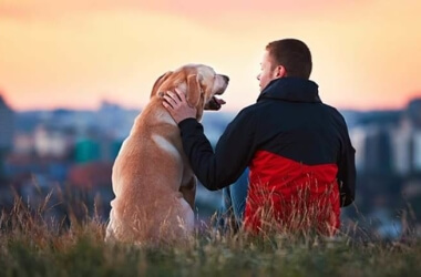 How To Choose The Right Dog For You