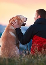 How To Choose The Right Dog For You