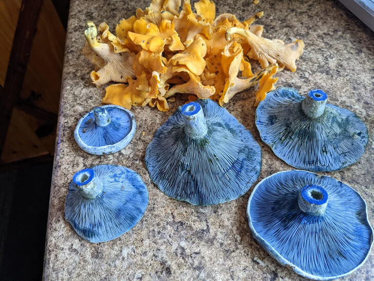 Bright Blue Edible Mushrooms