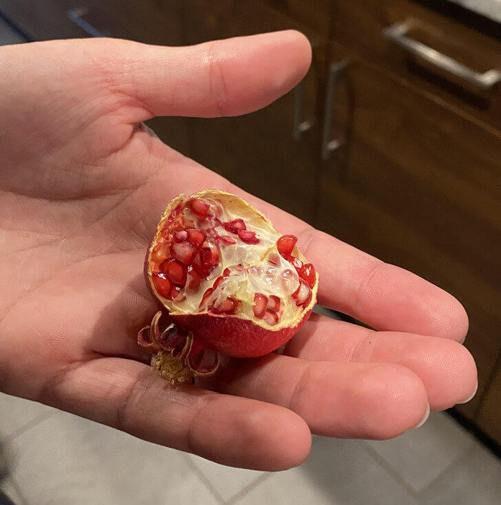 This Miniature Pomegranate Grew on a Tree