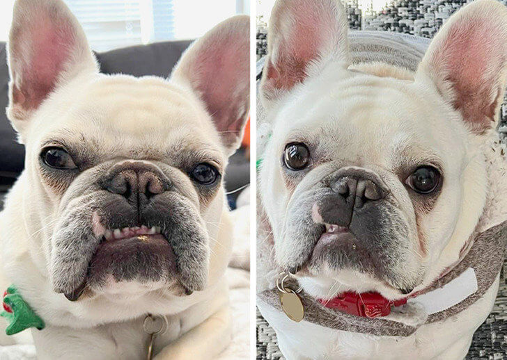 A Dog With a Snaggletooth Birthmark