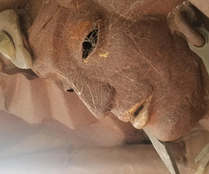 A Spider Found the Perfect Home