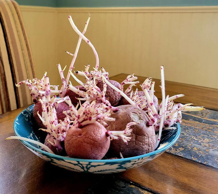 These Potatoes Sprouted in the Strangest Way