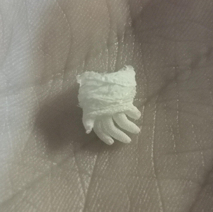 This Tiny Gecko Shed a Smaller Glove