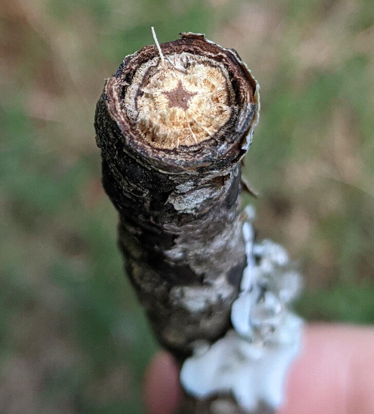 A Tree With a Star in Its Center