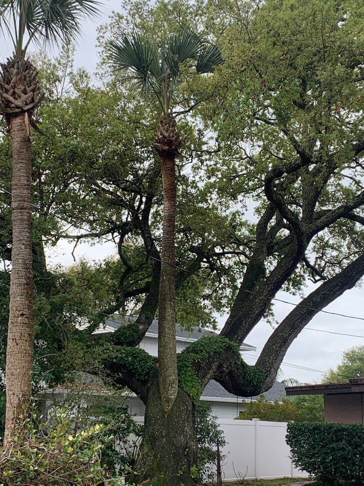 This Palm Tree Is Growing Through Another Tree